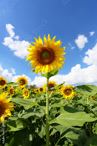 Sunflowers are blooming and light from the sun on a clear day.