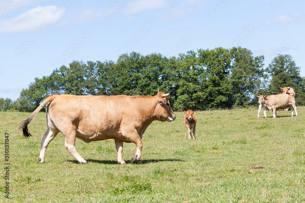 Parthenais, or Parthenaise, beef cow trotting across a pasture Parthenais, or Parthenaise, beef cow trotting across a pasture