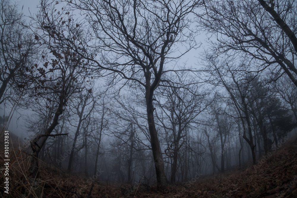 Spooky tree through the fog Spooky tree through the fog