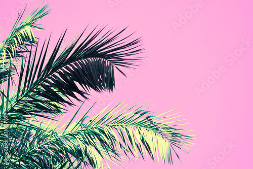 Palm leaves are green on a pink background. Natural abstract texture background. Space for text.Thor view.