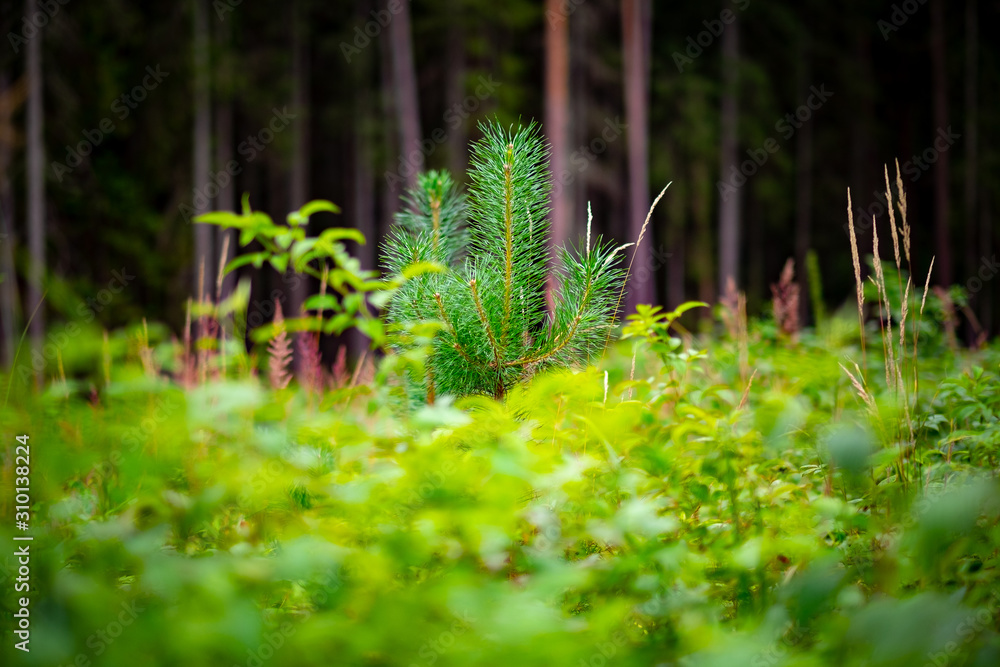 Close up view of young pine tree Close up view of young pine tree