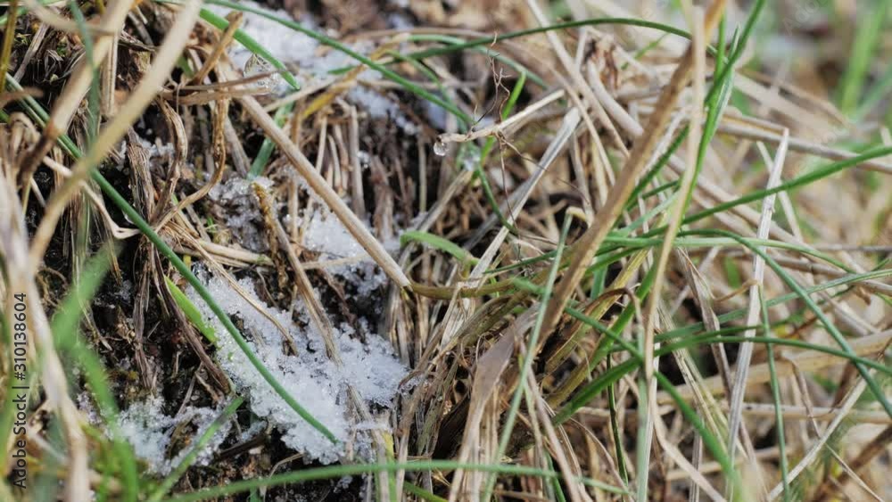 Frozen dead leaves in winter moving in the wind Frozen dead leaves in winter moving in the wind
