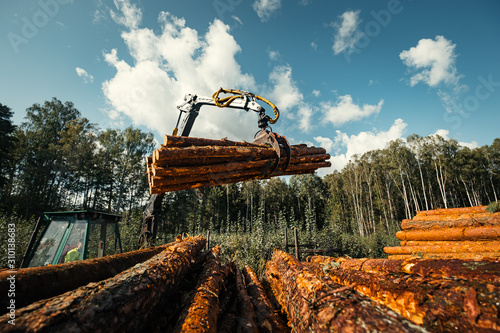 Forestry forwarder is loading logs in a pile in forest photo