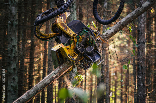 Fotografi Forestry harvester cutting trees in pine forest