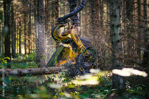 Forestry harvester cutting trees in pine forest photo