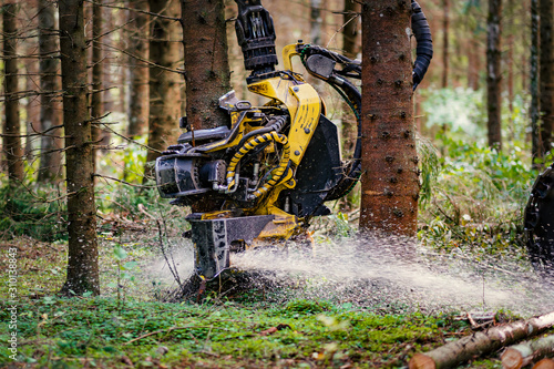 Forestry harvester cutting trees in pine forest photo