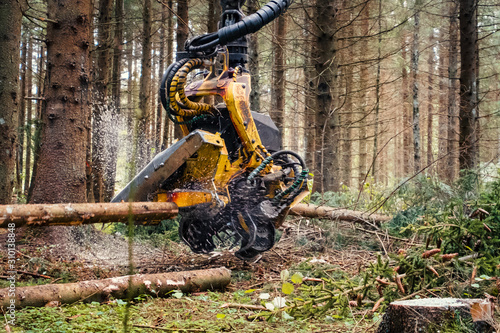 Forestry harvester cutting trees in pine forest photo