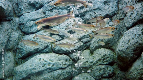 Paralaubuca barroni harmandi Sauvage typus riveroi stigmabrachium species of Cyprinidae and Cultrinae in aquarium, 4K. photo