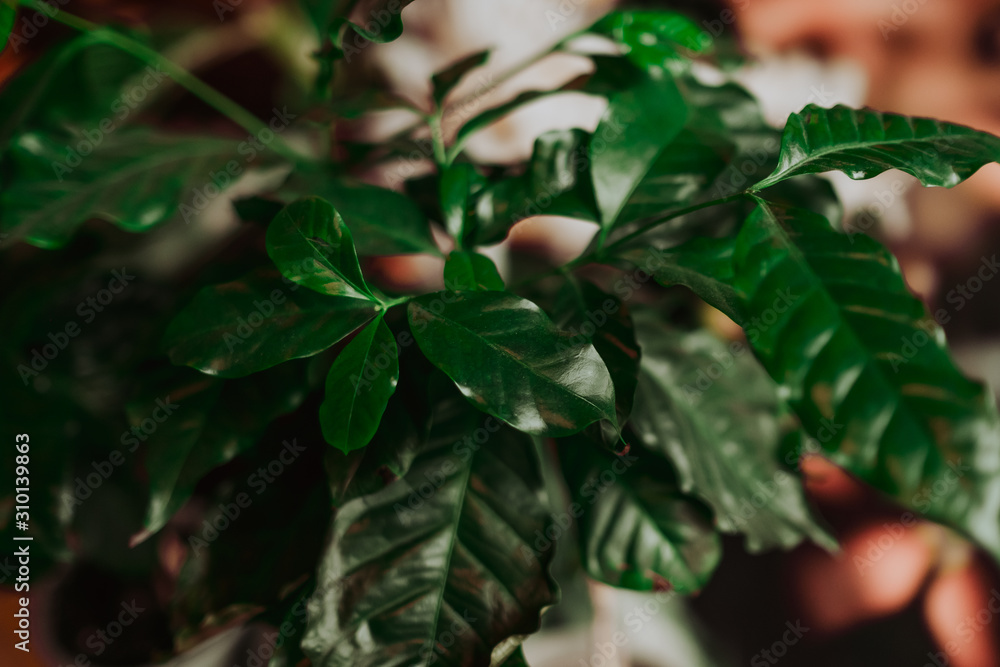 Green coffee tree leafs in close up view, coffee plant background Green coffee tree leafs in close up view, coffee plant background
