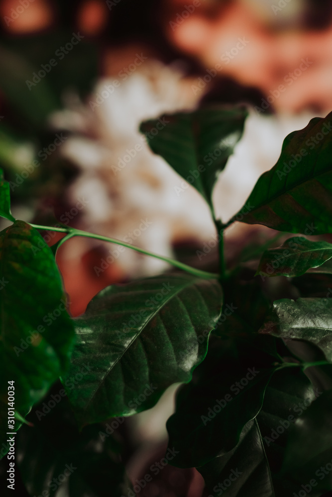 Green coffee tree leafs in close up view, coffee plant background Green coffee tree leafs in close up view, coffee plant background