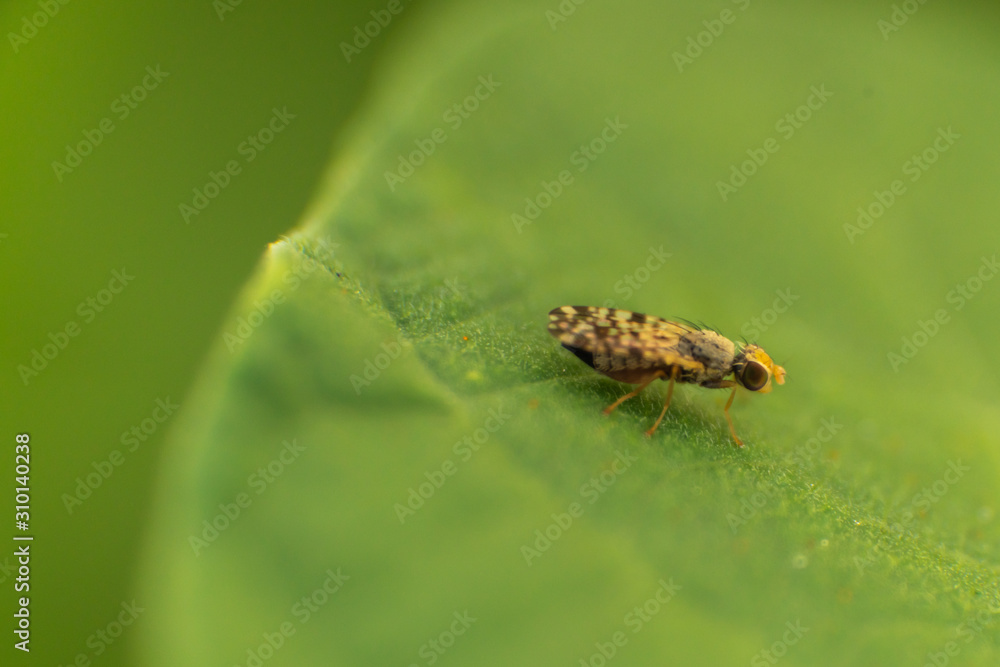 bug on leaf