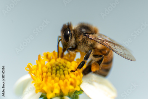 big bee close up 