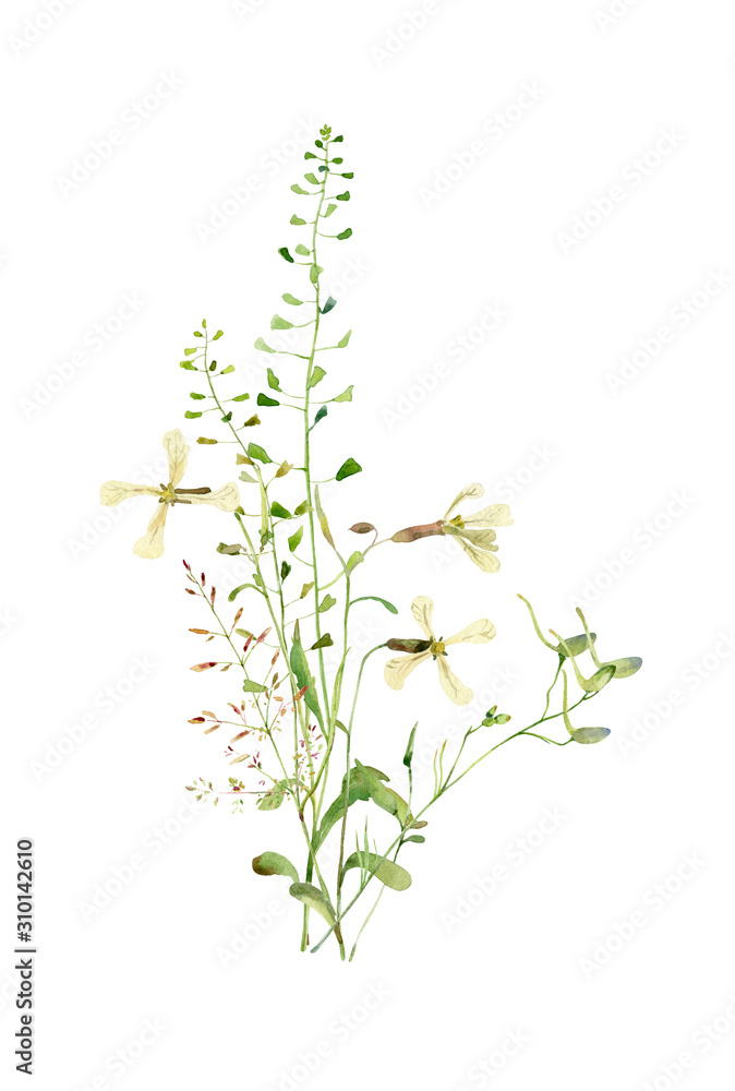 Watercolor bouquet of wild herbs on a white background Watercolor bouquet of wild herbs on a white background