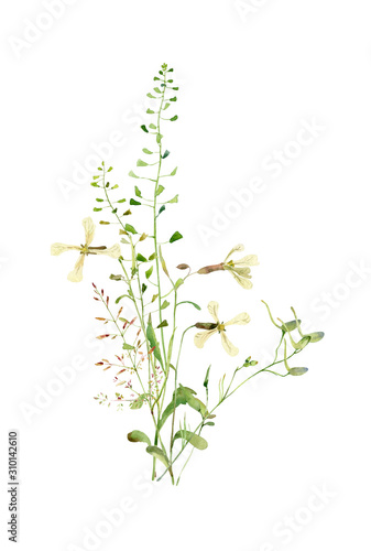 Watercolor bouquet of wild herbs on a white background