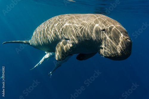 Tableau sur toile Dugong (sea cow) swiming in sea.