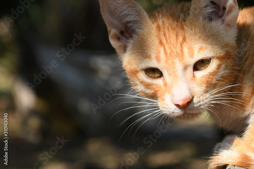 Orange Cat, looking front, stock photos © Sagar Rajgor