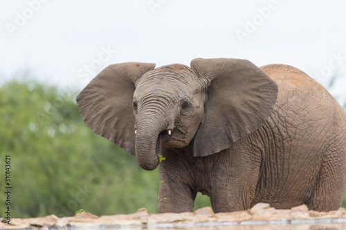 young juvenile elephant Madikwe