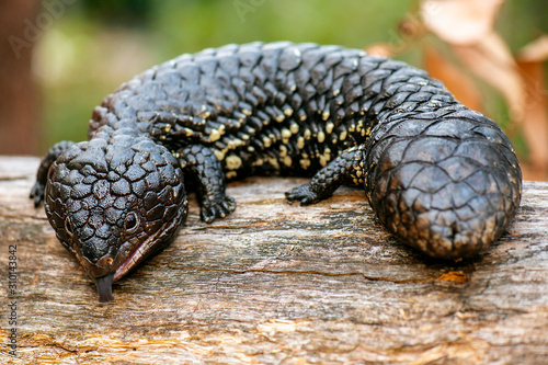 Fotografija Shingleback or Tiliqua rugosa is a short-tailed, slow-moving species of blue-tongued skink found in Australia
