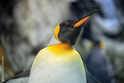 Emperor penguin in the cold antarctic ice