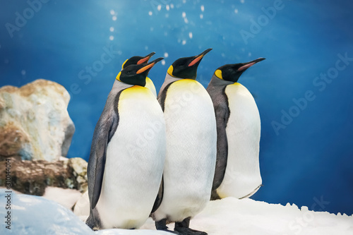 Several emperor penguins in the cold ice