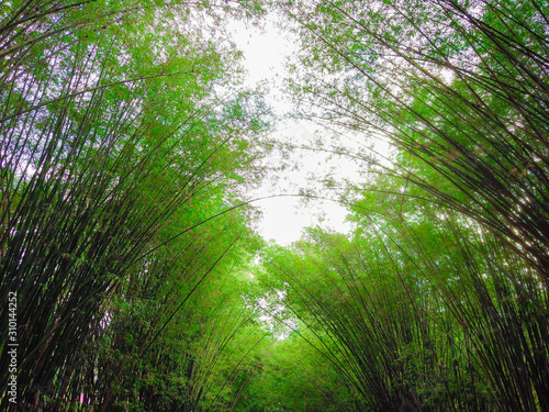 Tunnel of bamboo forest in tropical rainforest
