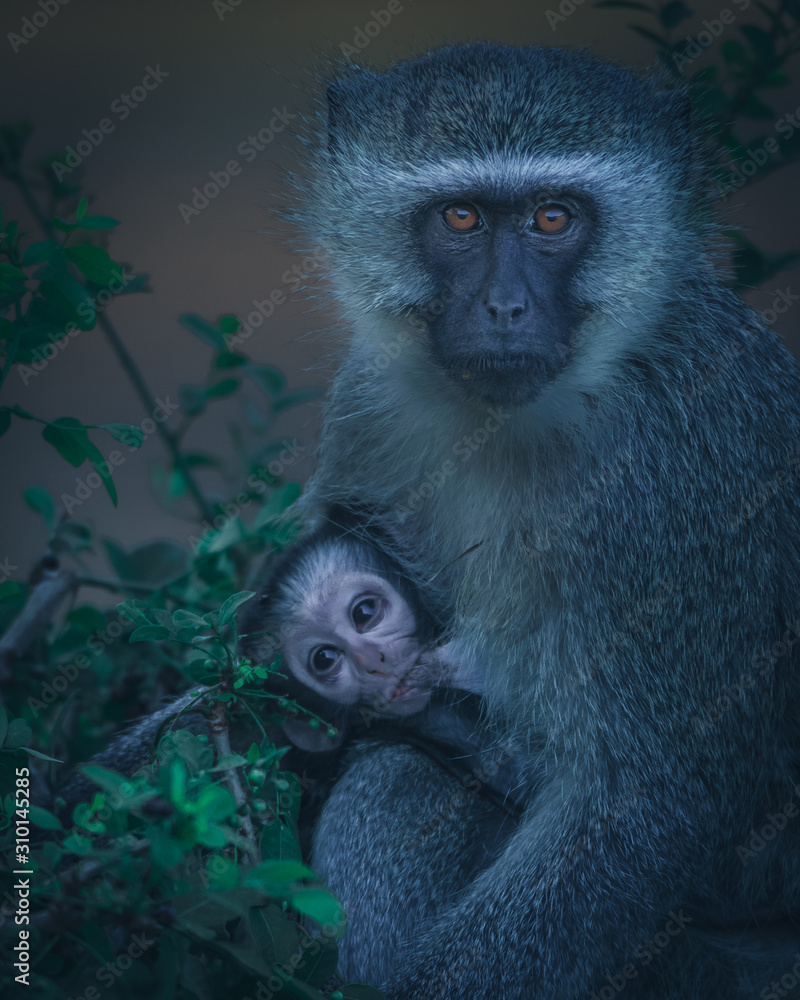 Baby Vervet monkey Baby Vervet monkey