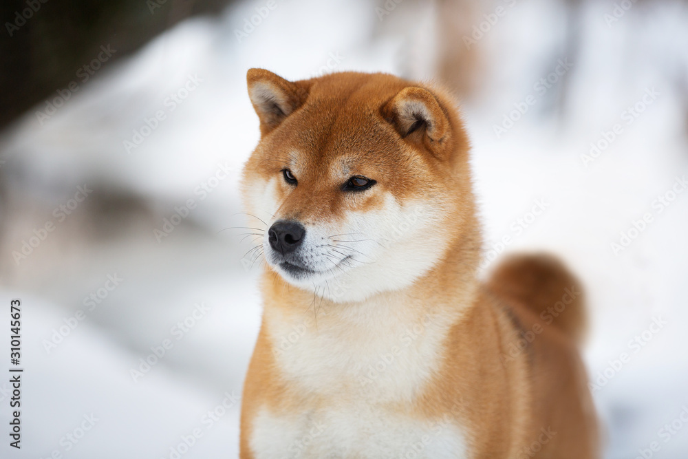 Beautiful Shiba Inu Dog in the winter forest