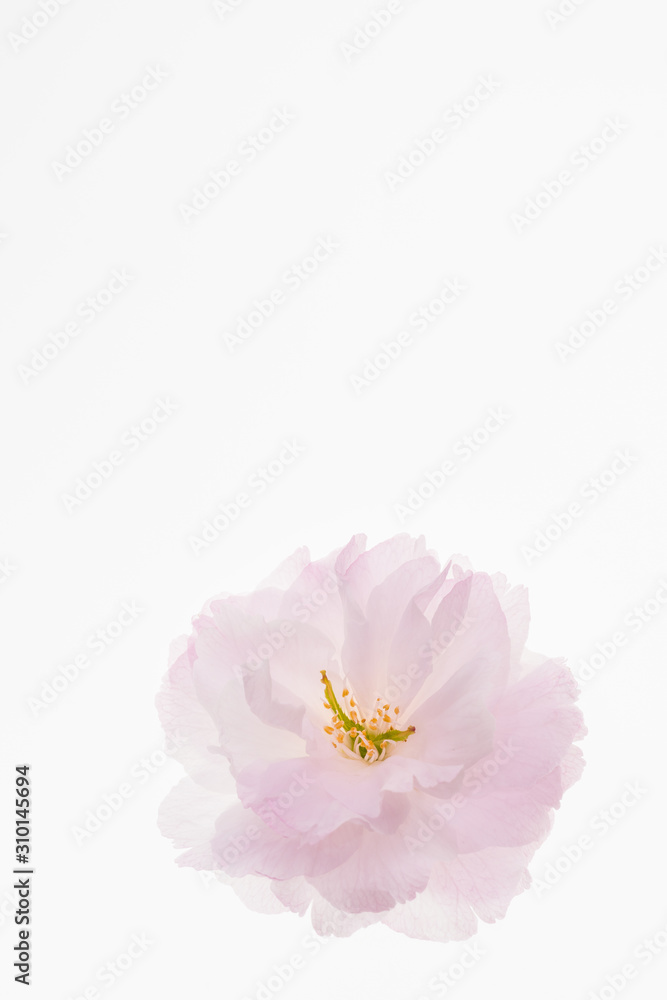 Beautiful spring flowering cherry blossoms isolated against a white background. 