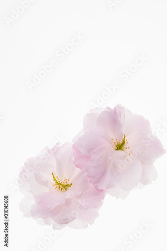 Beautiful spring flowering cherry blossoms isolated against a white background. 