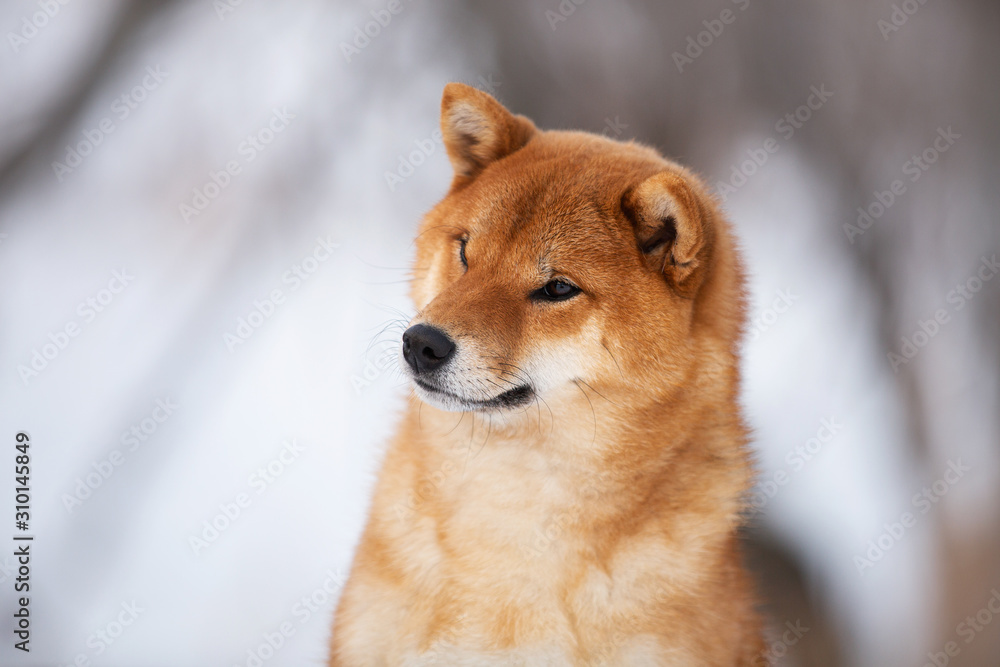 Beautiful Shiba Inu Dog in the winter forest