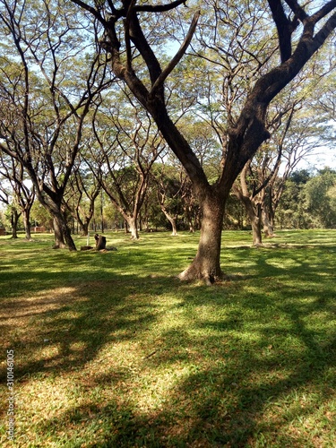 Many large trees in the park 