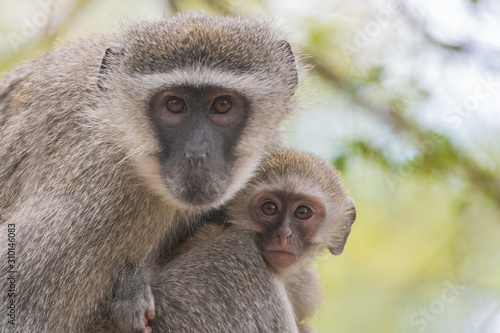 Baby Vervet monkey © Kyle