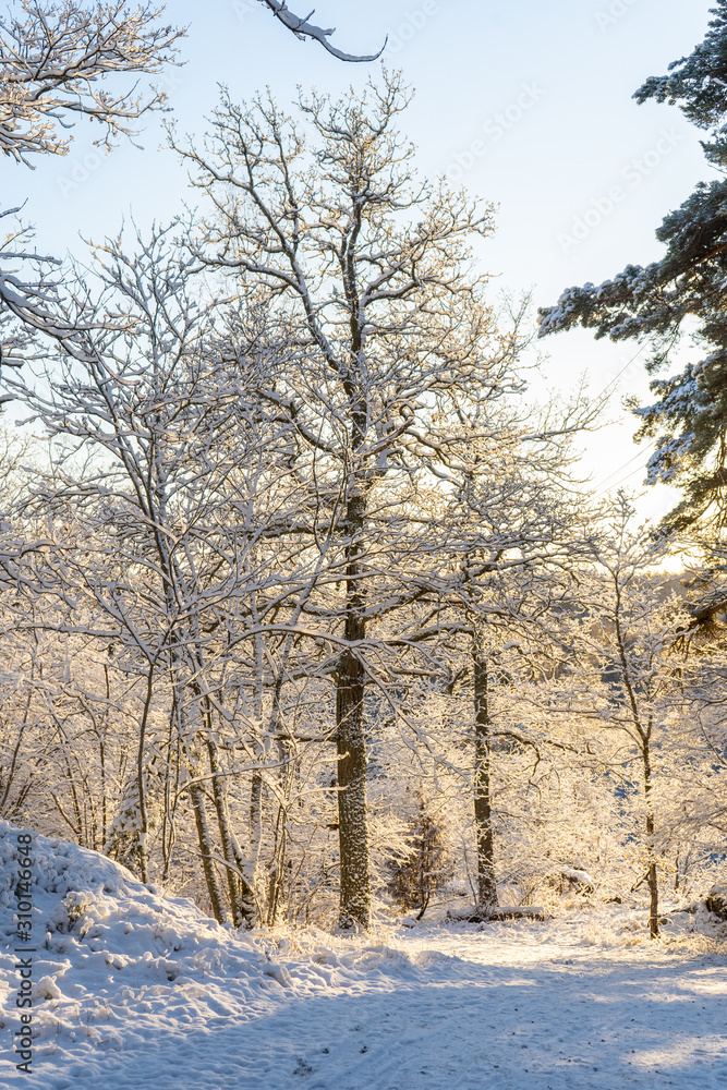 Bright winter day in Sweden. Frosted trees and snowy ground. Winter in scandinavia. Landscape wallpaper. Nature photo. Bright winter day in Sweden. Frosted trees and snowy ground. Winter in scandinavia. Landscape wallpaper. Nature photo.