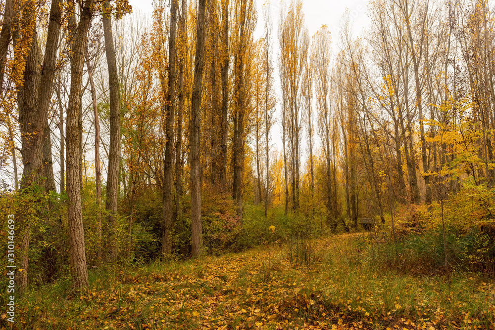 Fototapeta premium Road through a forest in autumn, Soria