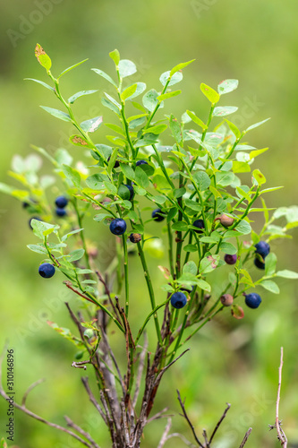 Berry, blueberry. Natural, in the wild. Environmentally friendly product. Wild berry.