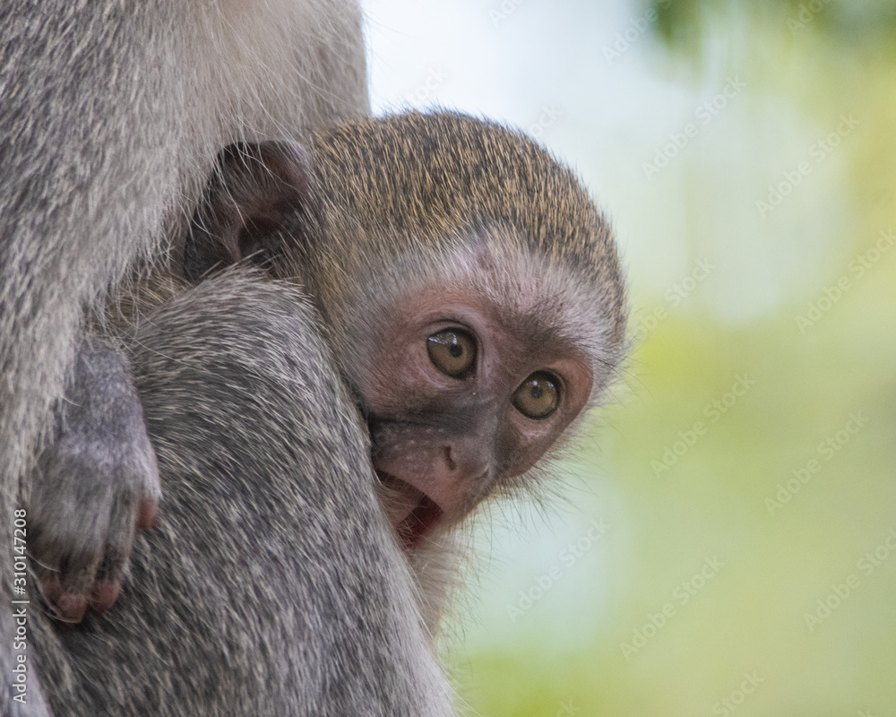 Obraz premium Baby Vervet monkey