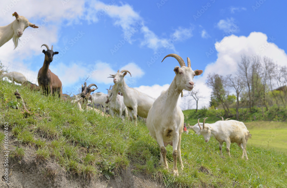 Fototapeta premium white bautiful alpine goast in pasture at spring