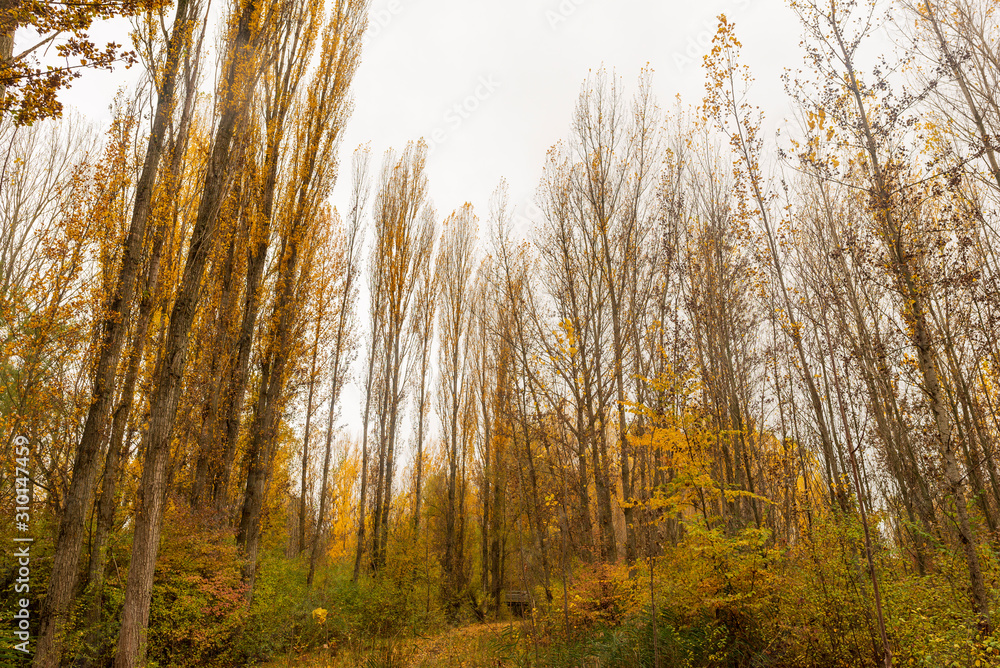 Fototapeta premium Paths next to Calatanazor dove in Soria
