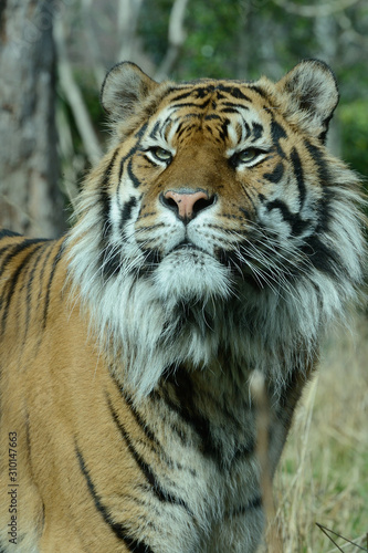 Fototapeta Naklejka Na Ścianę i Meble -  Tiger Portrait