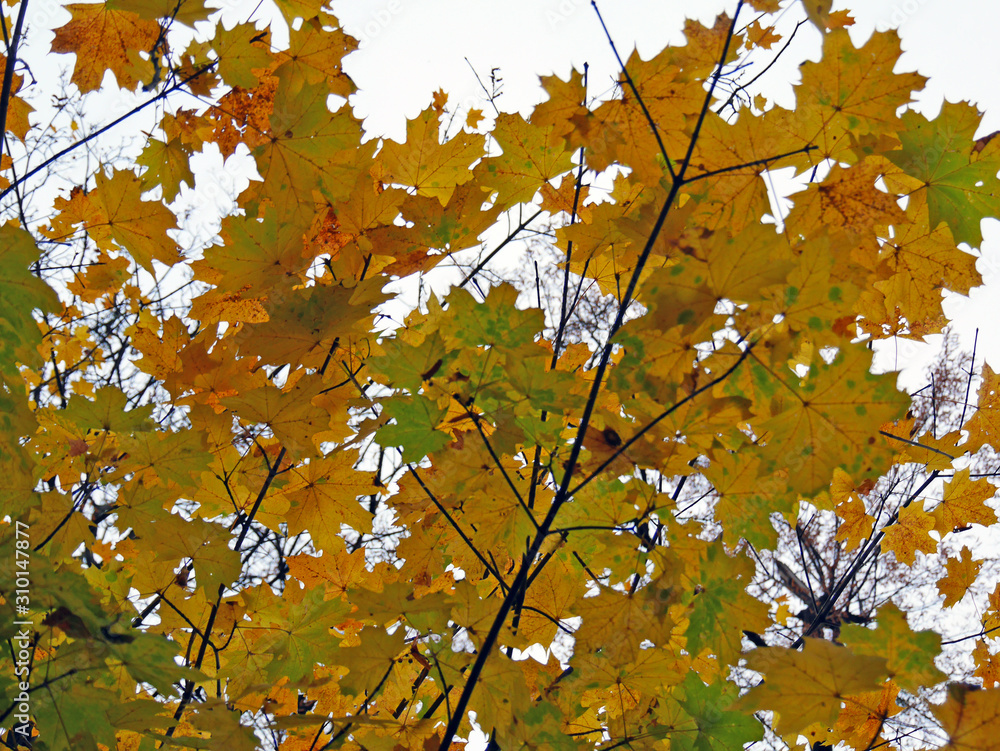 autumn leaves on tree autumn leaves on tree
