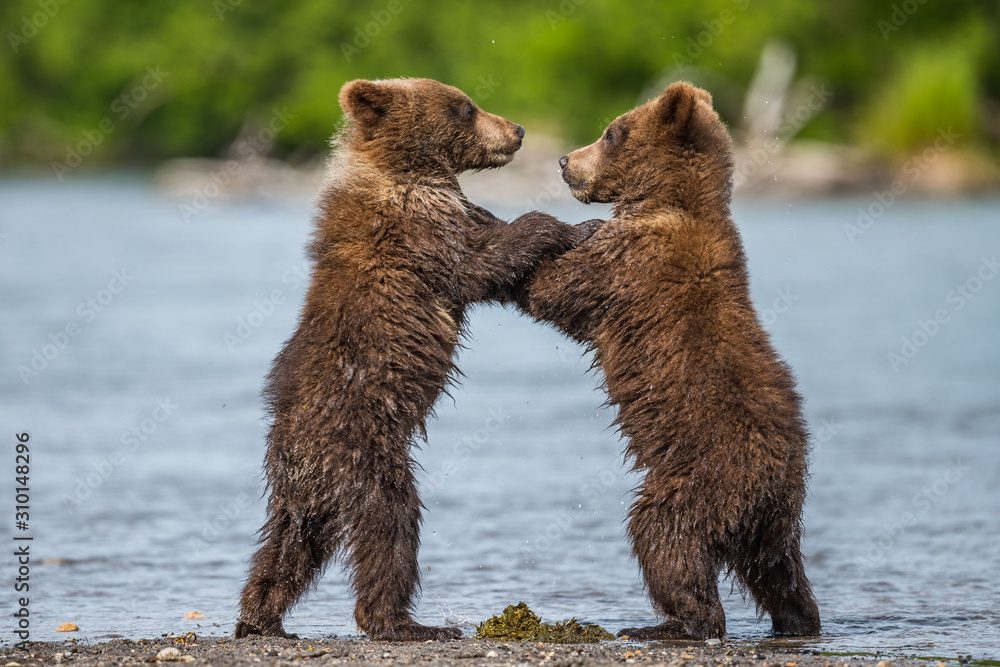 Obraz premium Rządzące krajobrazem niedźwiedzie brunatne Kamczatki (Ursus arctos beringianus)