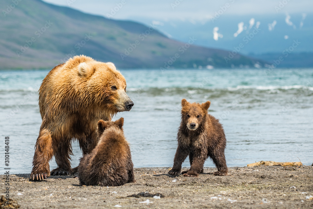 Ruling the landscape, brown bears of Kamchatka (Ursus arctos beringianus) Ruling the landscape, brown bears of Kamchatka (Ursus arctos beringianus)