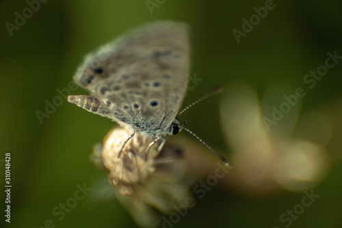 Wallpaper Mural tiny butterfly on top of flower Torontodigital.ca