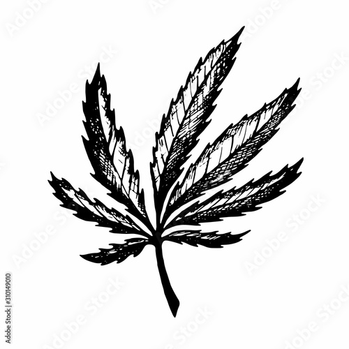 Hand drawing of a cannabis leaf.