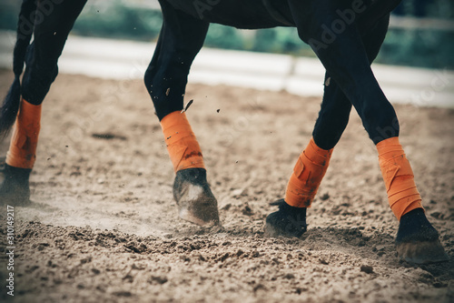 The legs of the black pony are tied with orange windings, and the tail is braided in a pigtail. Pony runs across the sandy arena, hooves kicking up dust. 