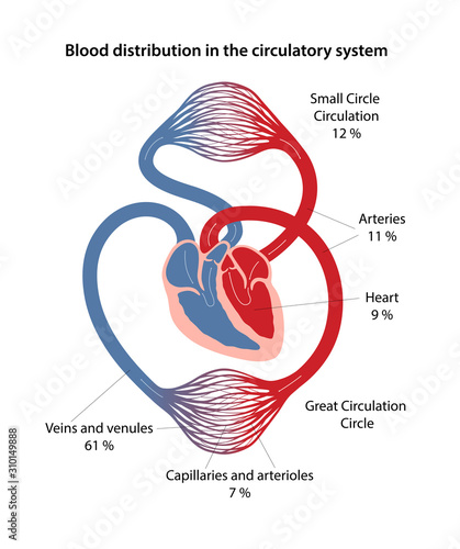 Blood distribution in the circulatory system. Diagram of great and small circles of blood circulation with main parts labeled. Vector illustration in flat style. photo