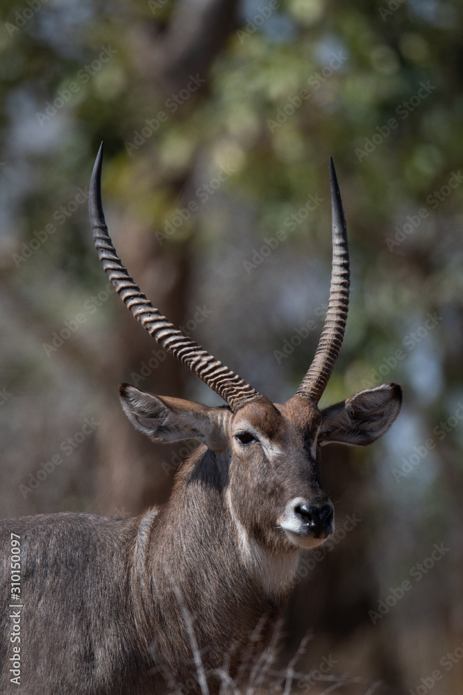 Waterbuck Waterbuck