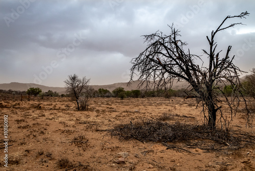 Dry landscape