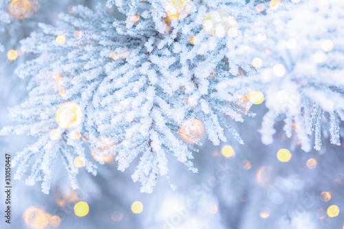 Christmas winter fir tree scenic background. Branches covered with snow in the frost. Falling sparkles and lights bokeh closeup. Soft pastel toned blue, gold and purple. Greeting card background