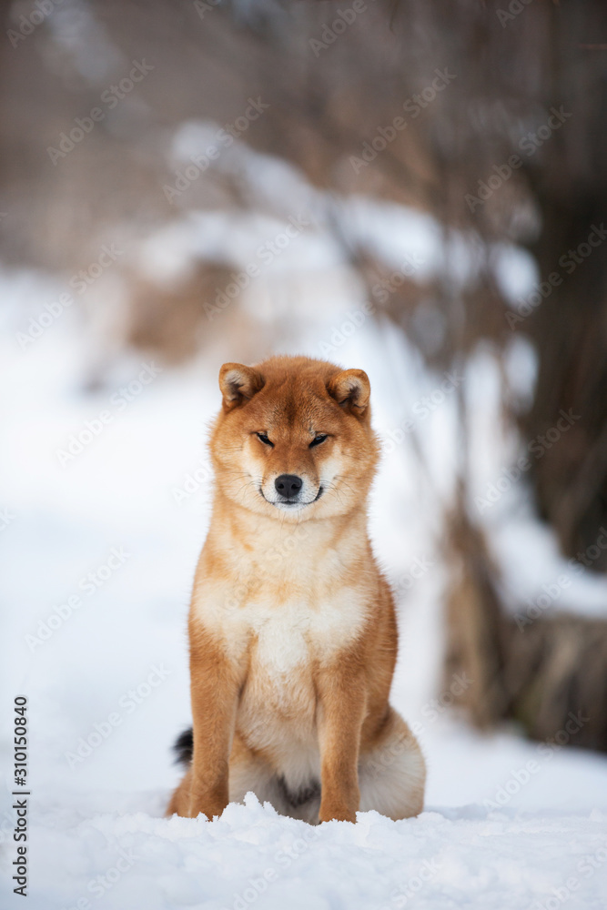 Beautiful shiba inu female dog sitting in the forest in winter. Japanese shiba inu dog in the snow